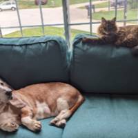 Dog and cat on couch